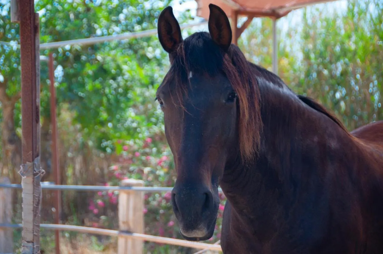 Agroturismo Finca Sant Blai Campos  0*, Campos (Mallorca)