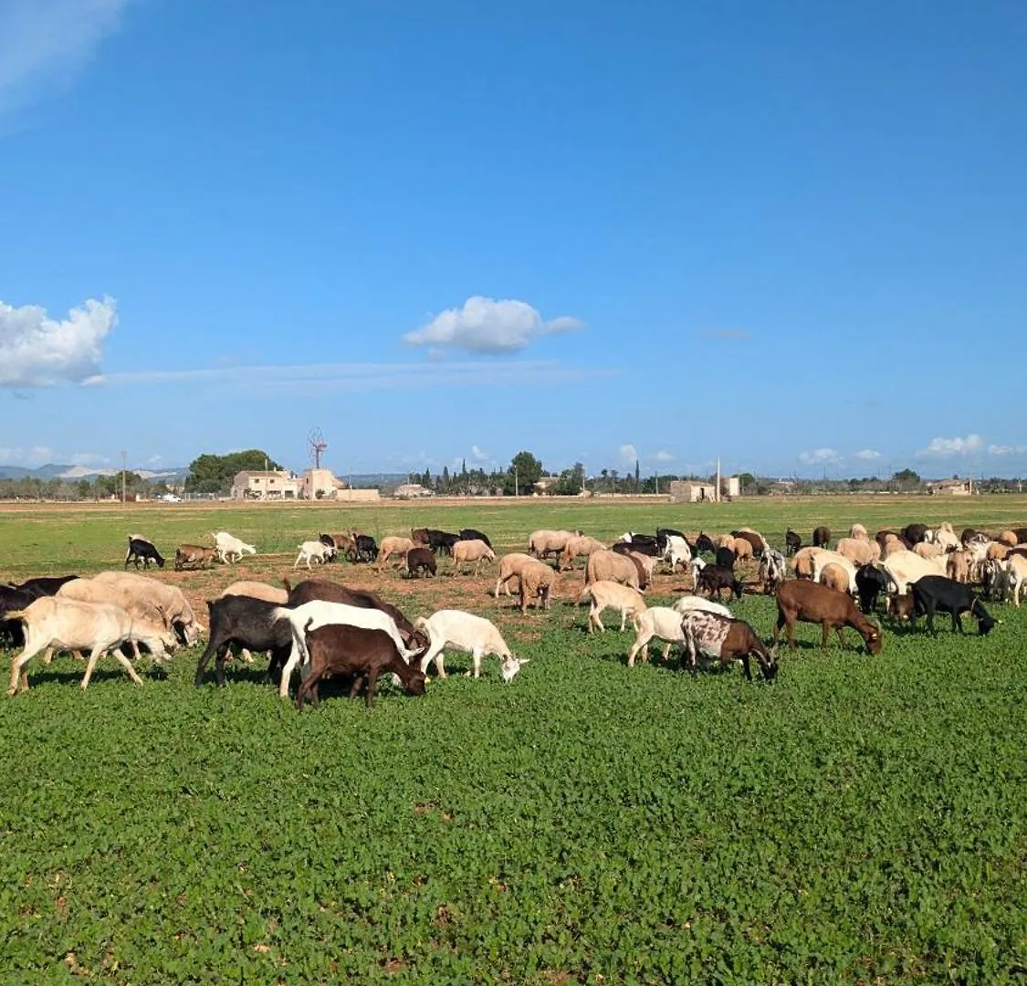 Country house Agroturismo Finca Sant Blai Campos