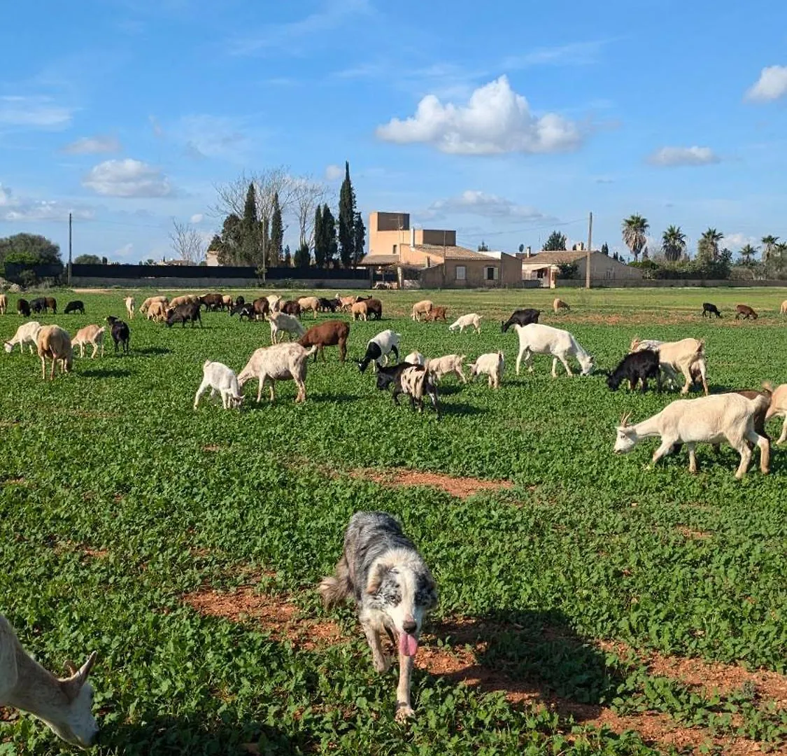 Country house Agroturismo Finca Sant Blai Campos