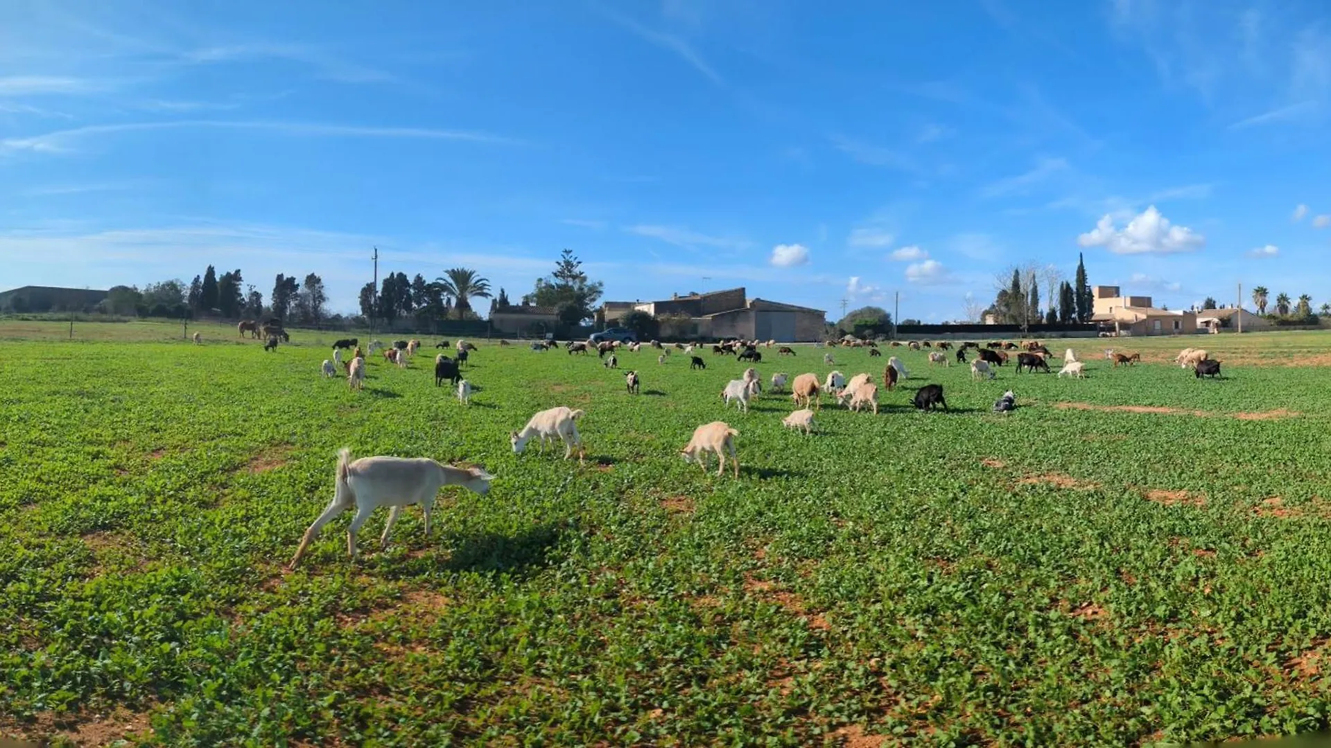 Agroturismo Finca Sant Blai Campos