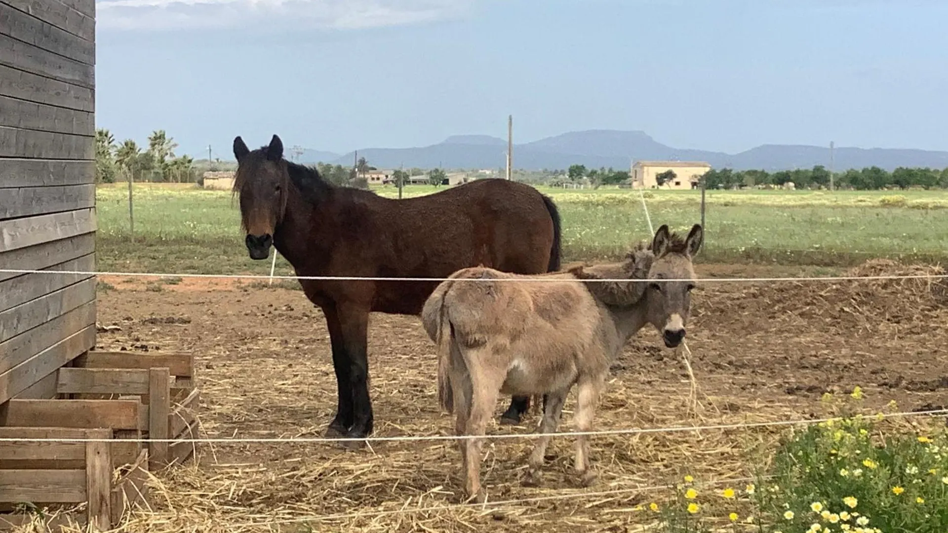 Agroturismo Finca Sant Blai Campos  Spain