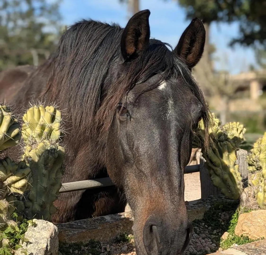 Country house Agroturismo Finca Sant Blai Campos