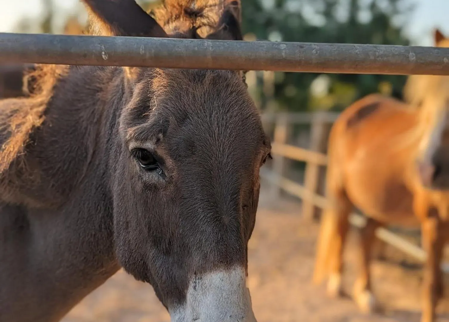 Agroturismo Finca Sant Blai Campos  Country house Campos (Mallorca)