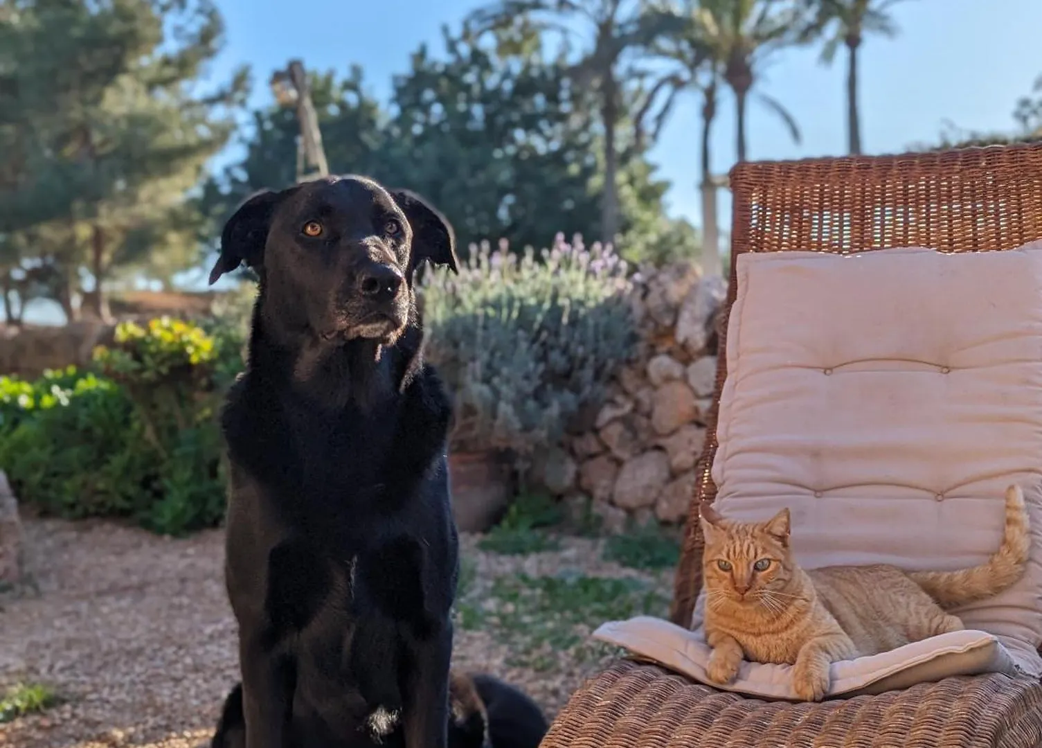 Country house Agroturismo Finca Sant Blai Campos  Spain