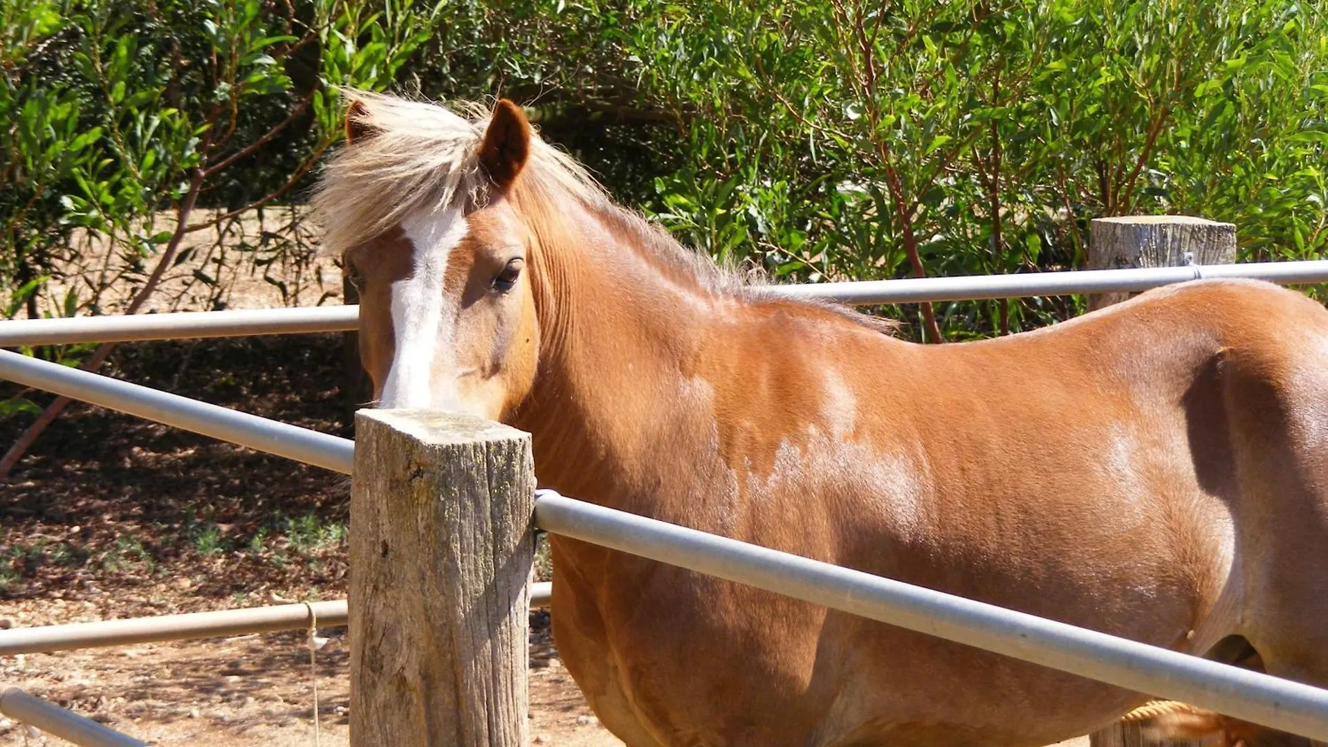 Agroturismo Finca Sant Blai Campos  Country house Campos (Mallorca)